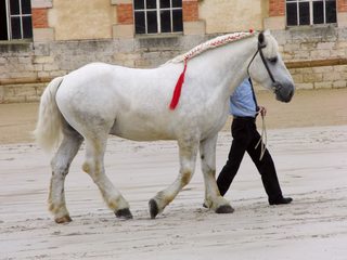 Augeron Horses